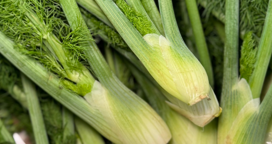 Baby Fennel