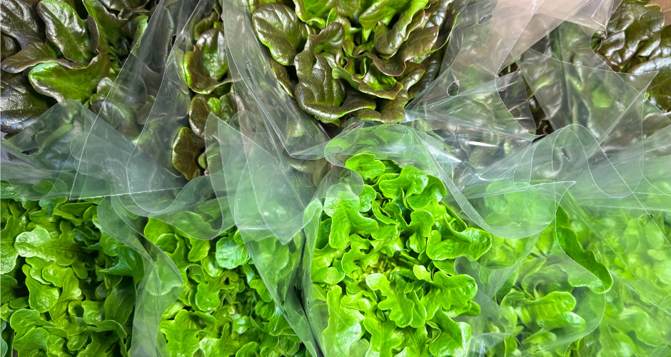 Butter Lettuce Blend