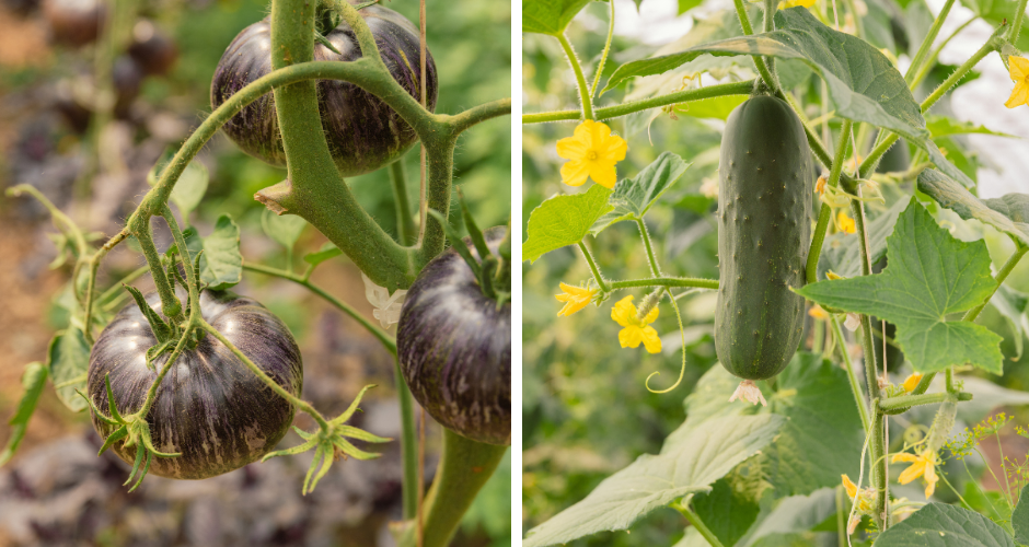Clearwater Farms Additions (1)