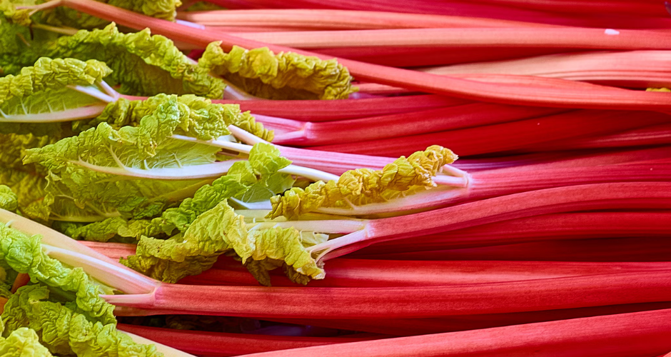Forced Rhubarb - New Arrival
