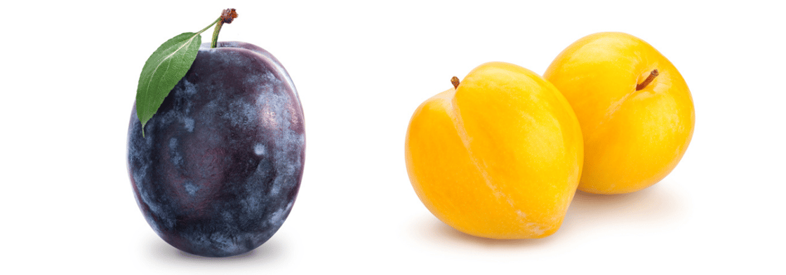 Ontario Plums New Arrivals Aug 5-1-1