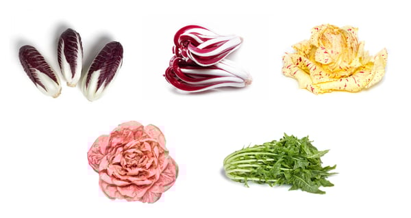 Specialty Italian Radicchio and Chicory