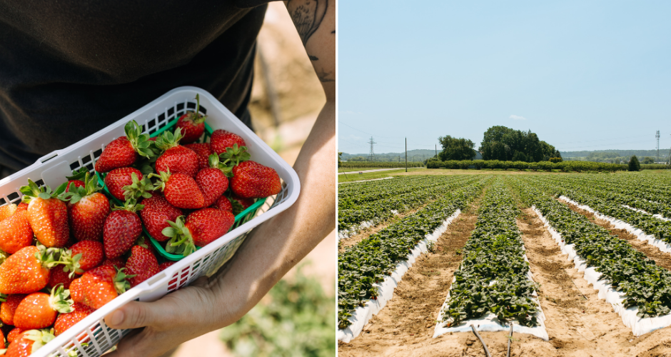 Tigchelaar Berry Farm (1)